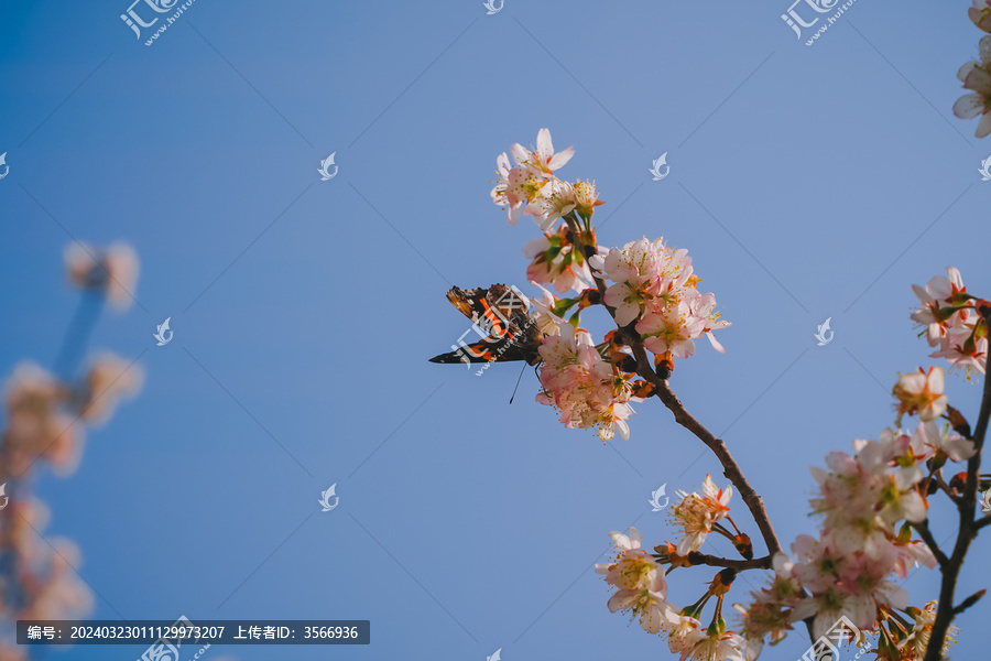 樱花与蝴蝶