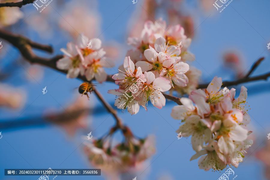 樱花与蜜蜂