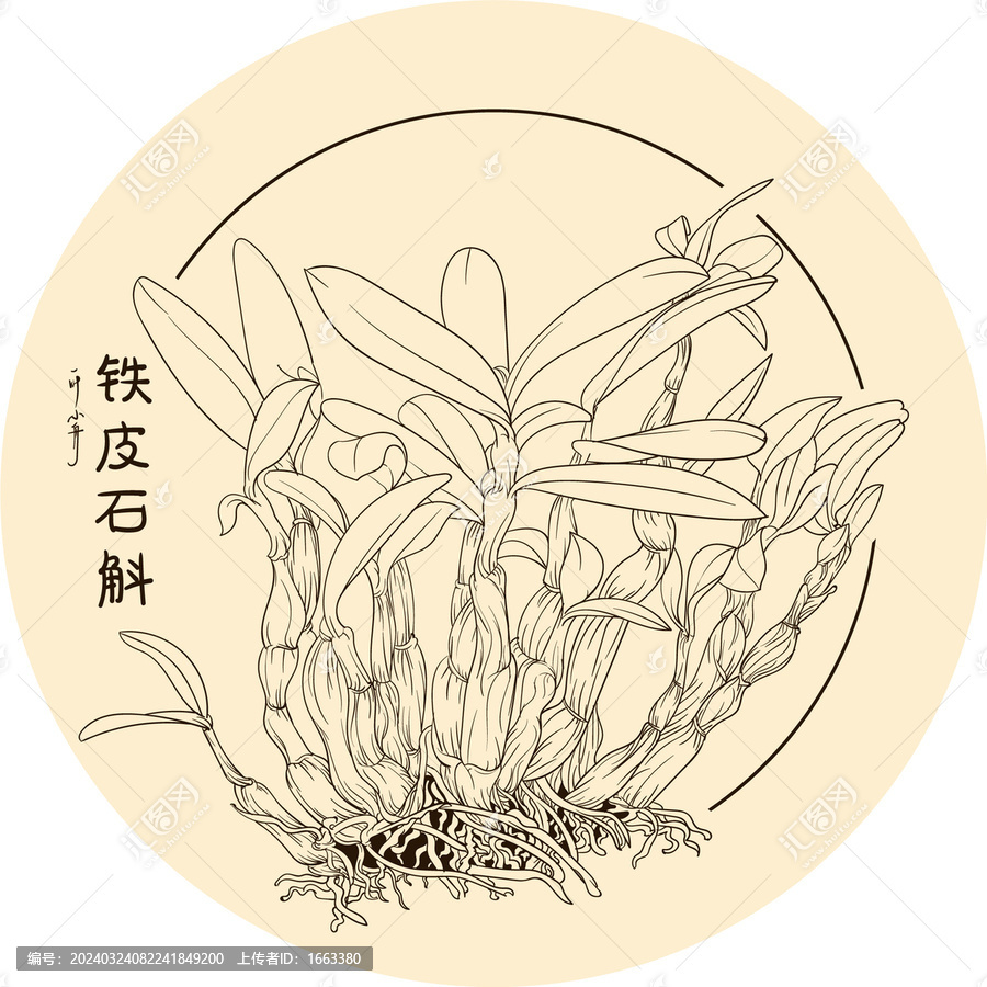 手繪鐵皮石斛