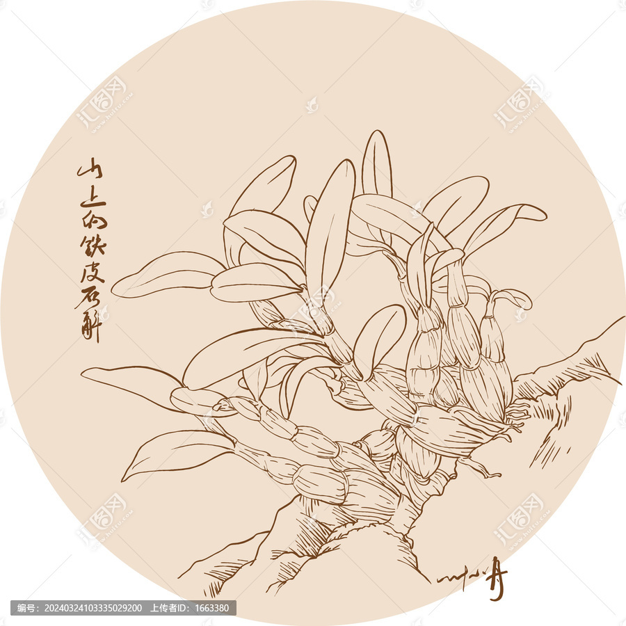 山上的鐵皮石斛