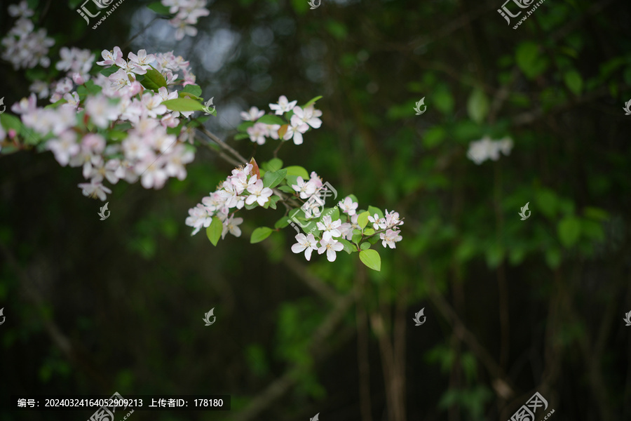 海棠花