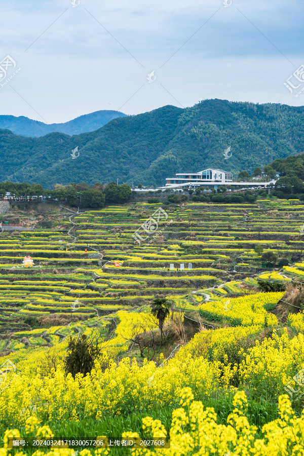 覆卮山油菜花梯田