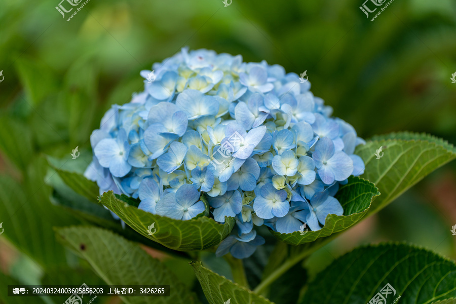 蓝色绣球花特写镜头