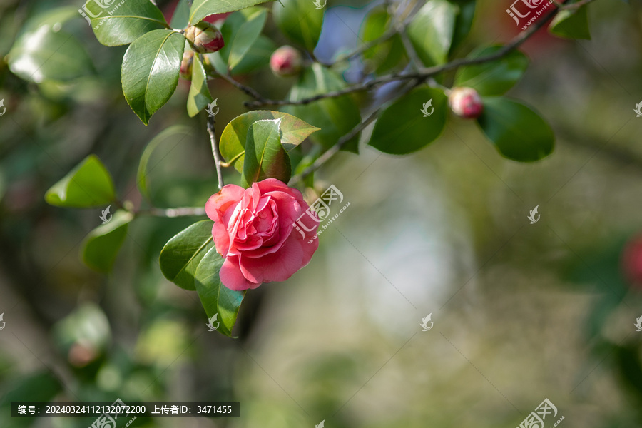 山茶花