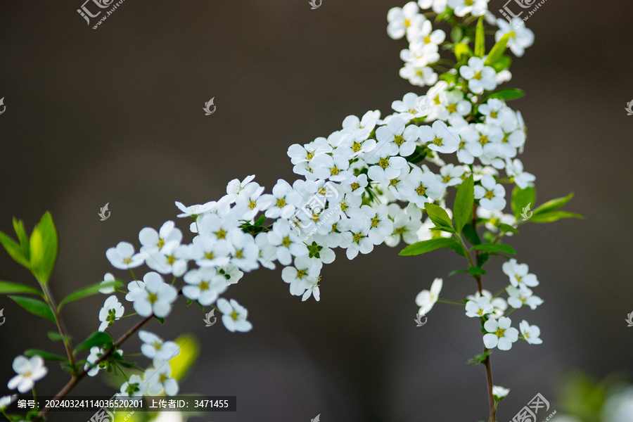 珍珠绣线菊