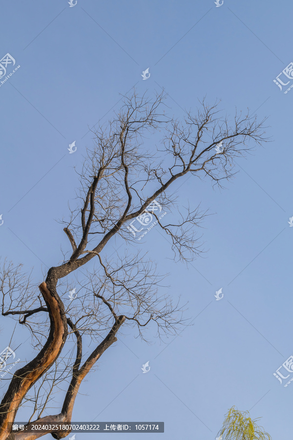 枯树枝与天空