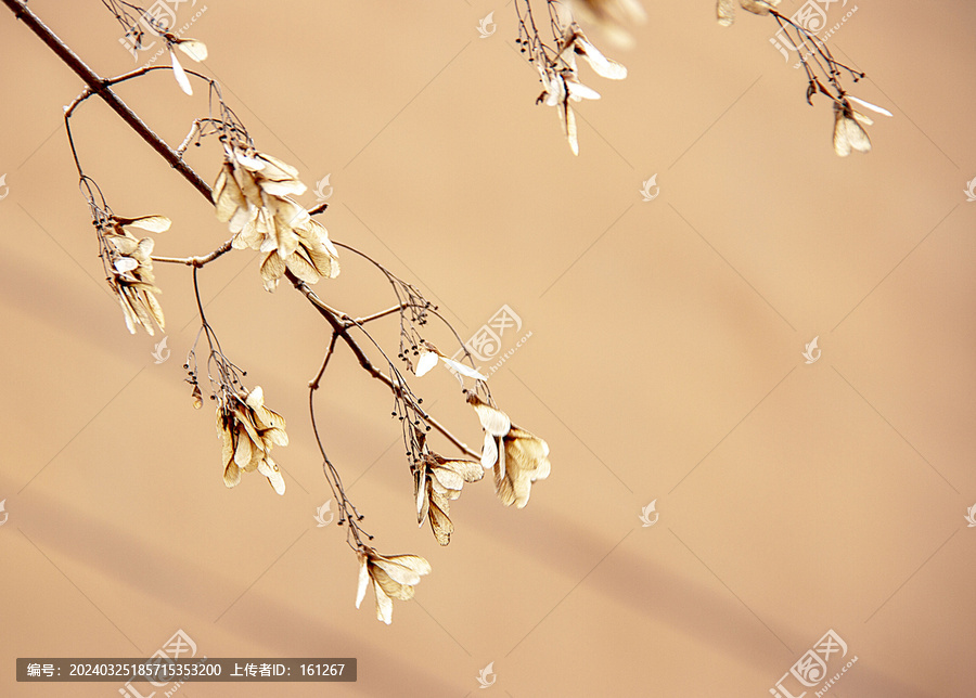 九角枫花种