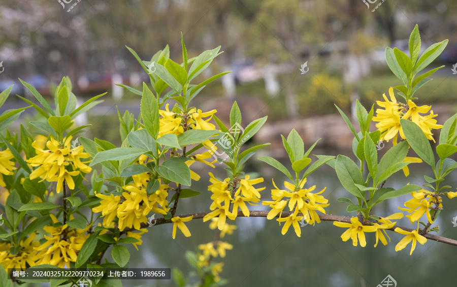 迎春花