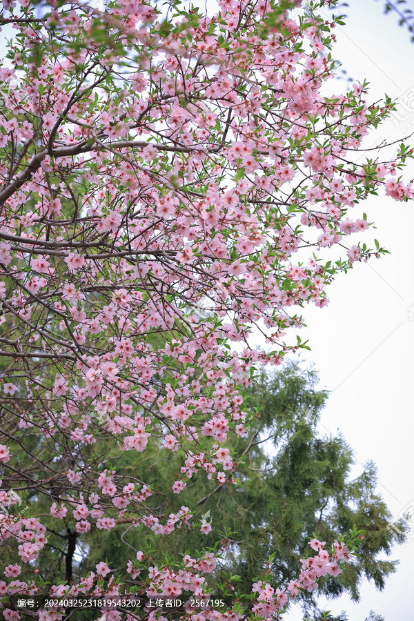 北京陶然亭公园桃花