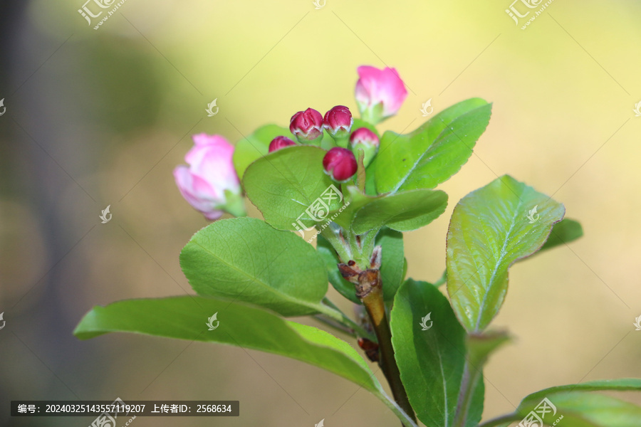 海棠花