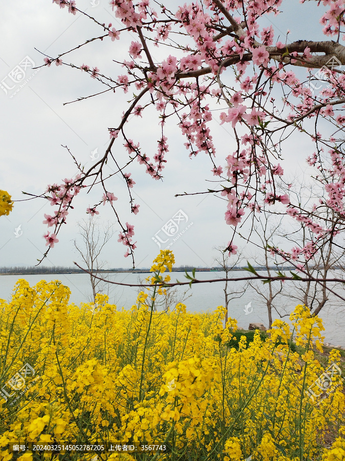 闻潮绿道桃花油菜花