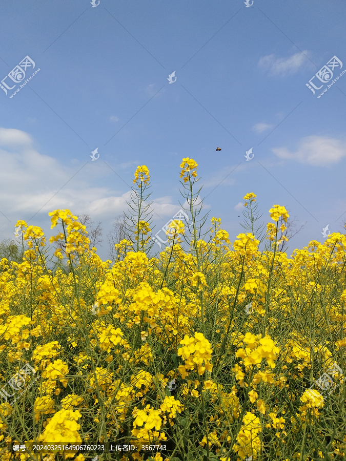 小蜜蜂与油菜花