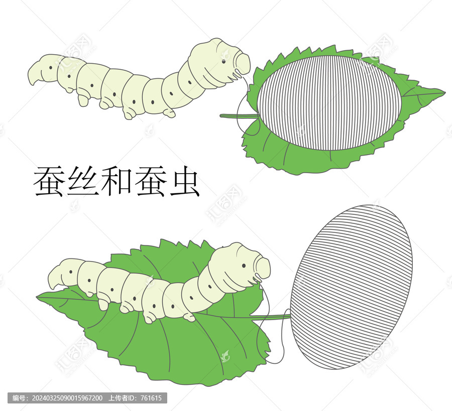 蠶絲和蠶蟲