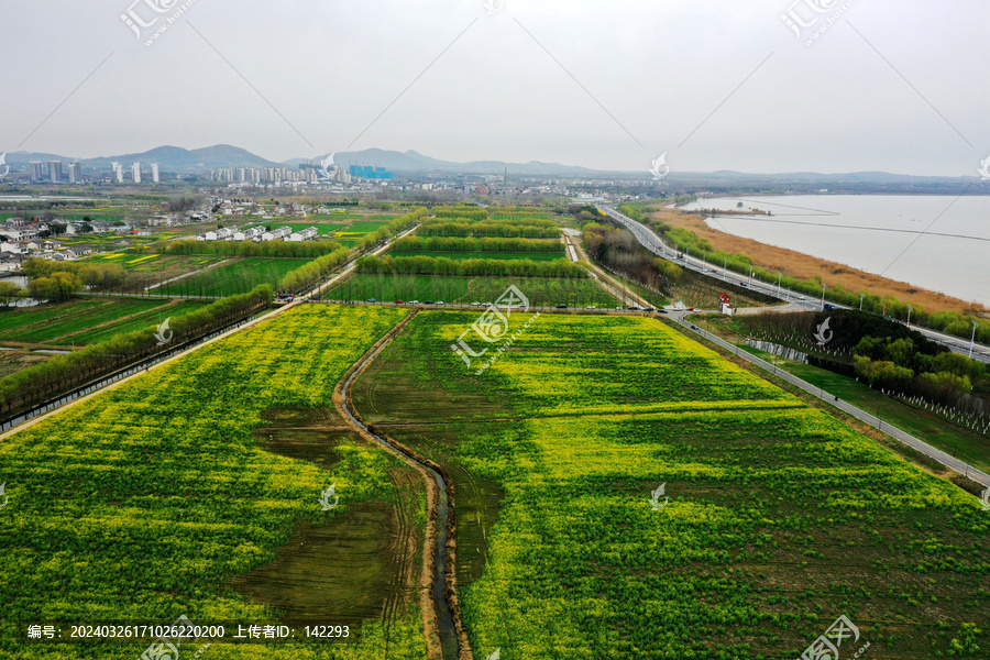 油菜花田