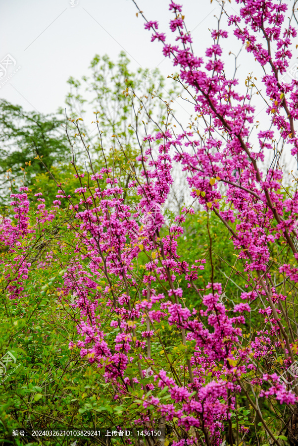 公园紫荆花