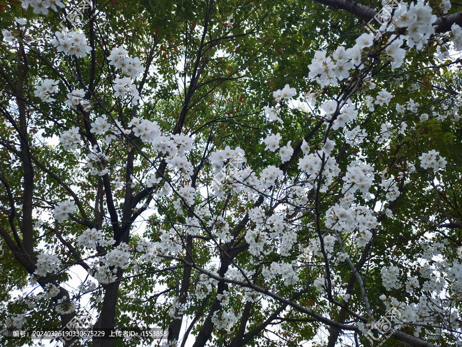 樱花