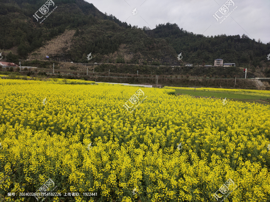 远山与油菜种植