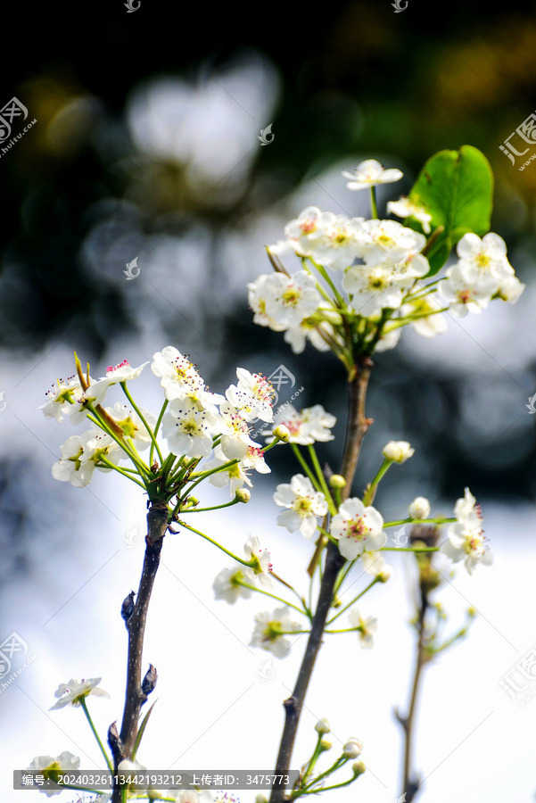 春天里盛开的白色梨花