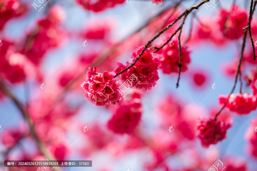 樱花