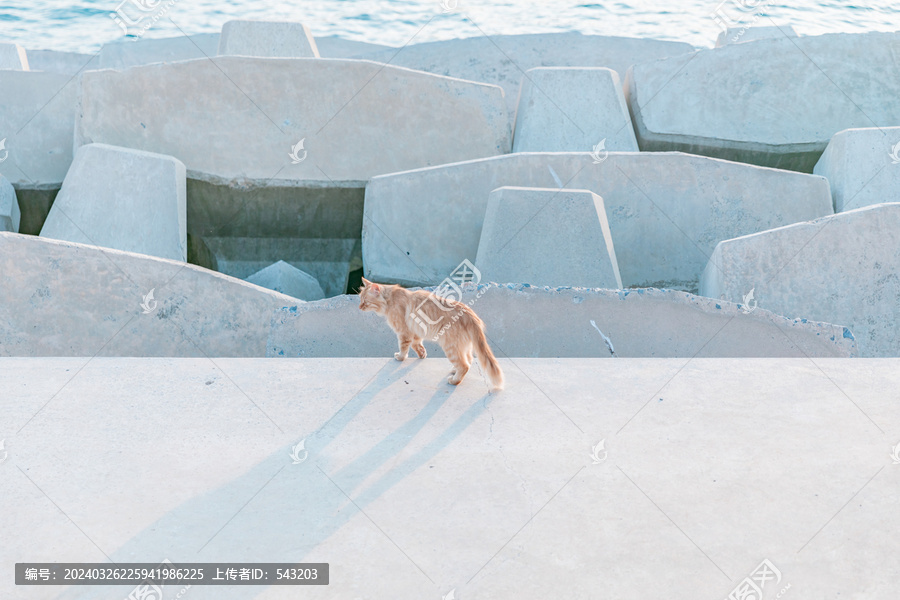 海边堤坝流浪猫橘猫