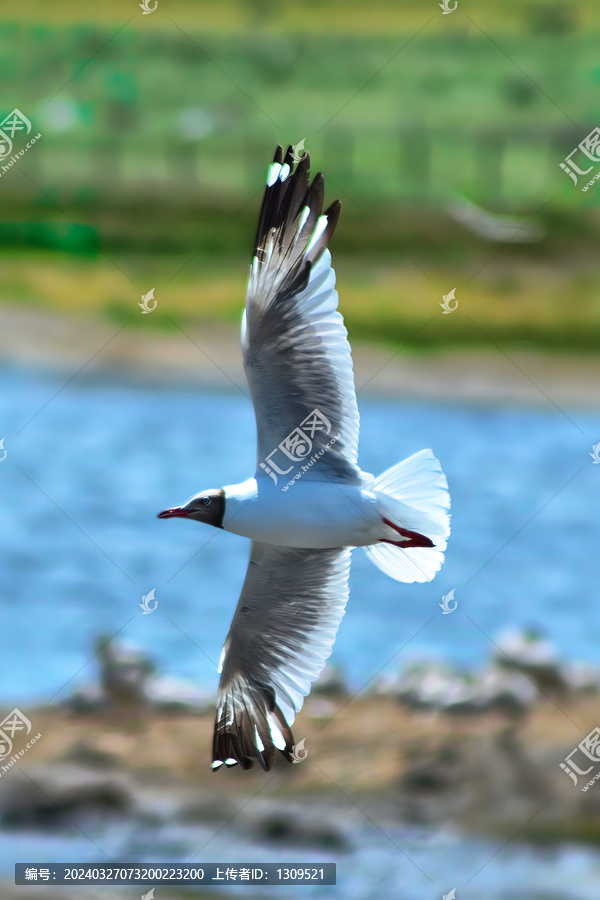 青海湖棕头鸥