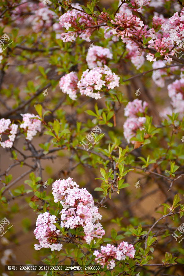 香荚蒾花