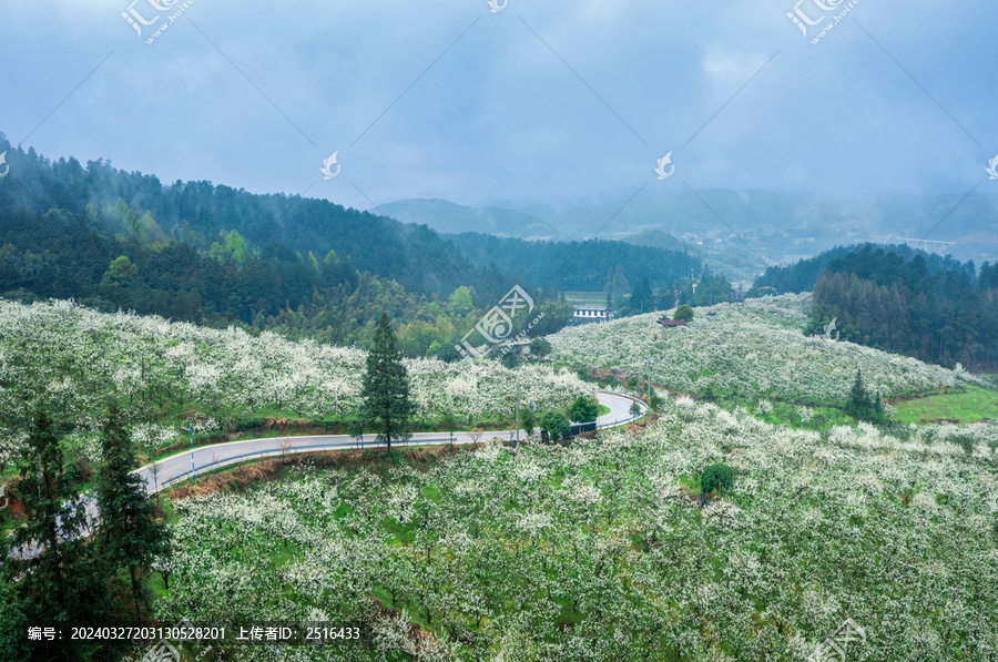 湖南靖州排牙山梨花争相竞开