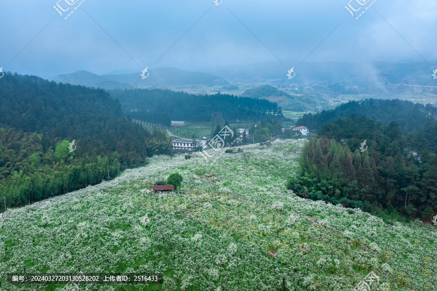 湖南靖州排牙山梨花争相竞开