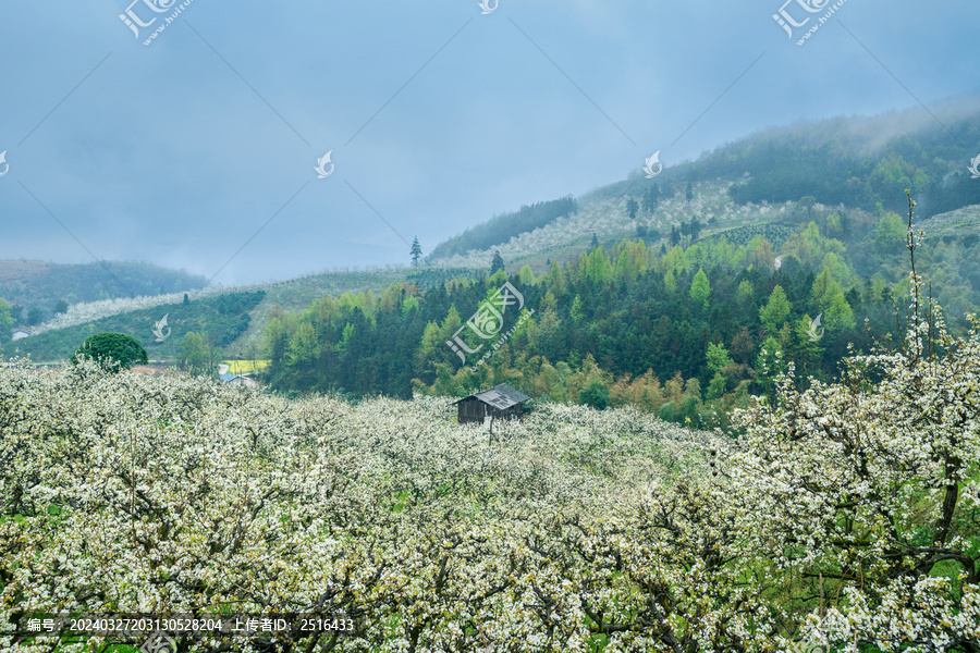 湖南靖州排牙山梨花争相竞开