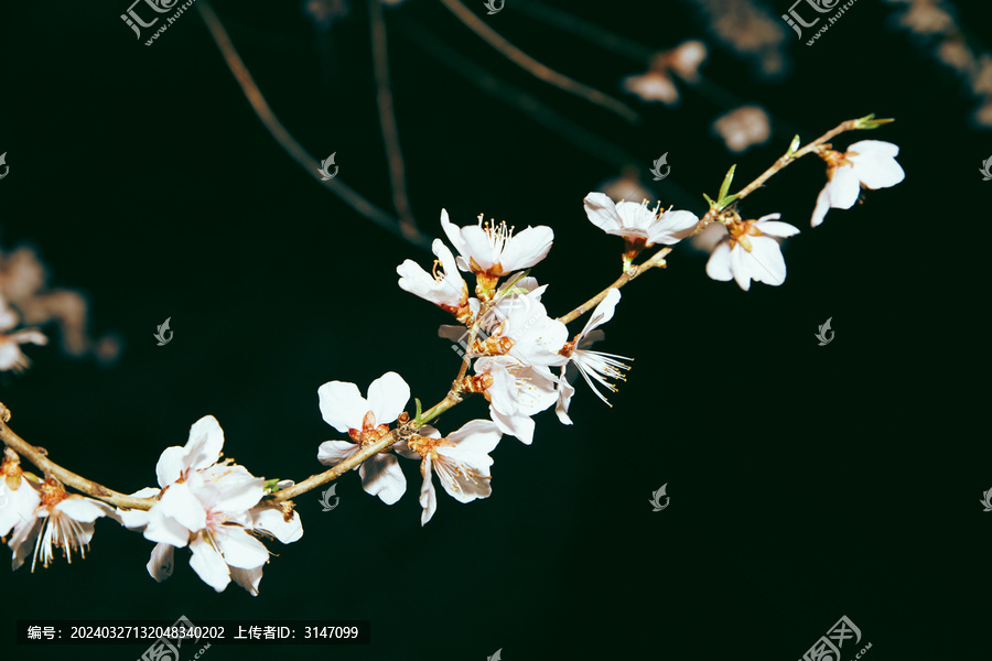 山桃花