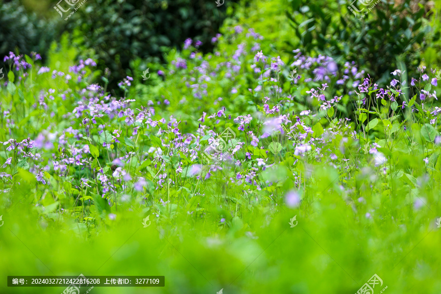 二月兰紫花植物野外特写