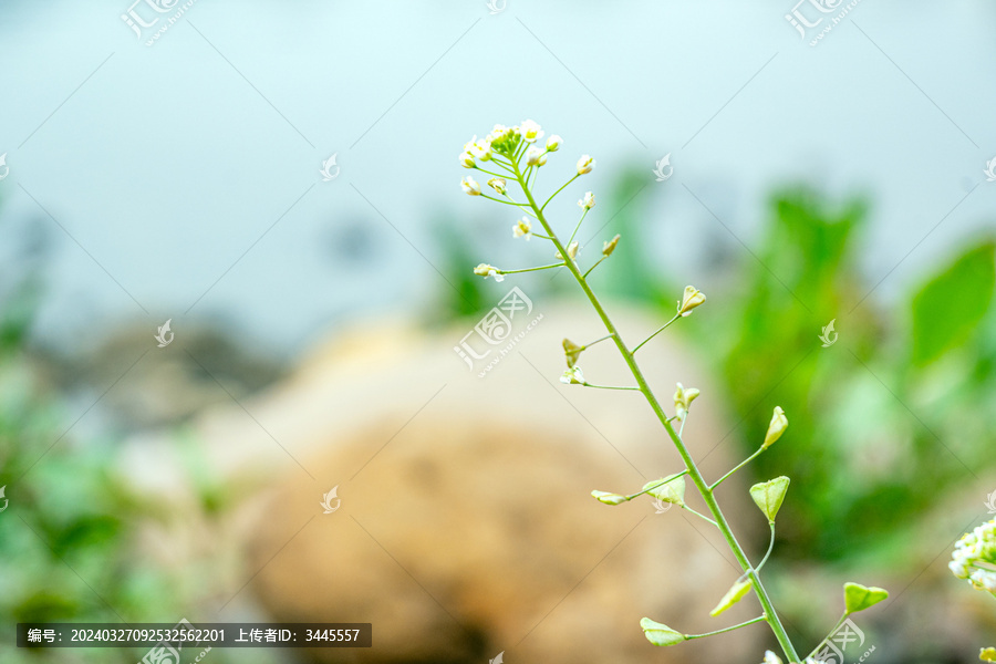 春天野荠菜花