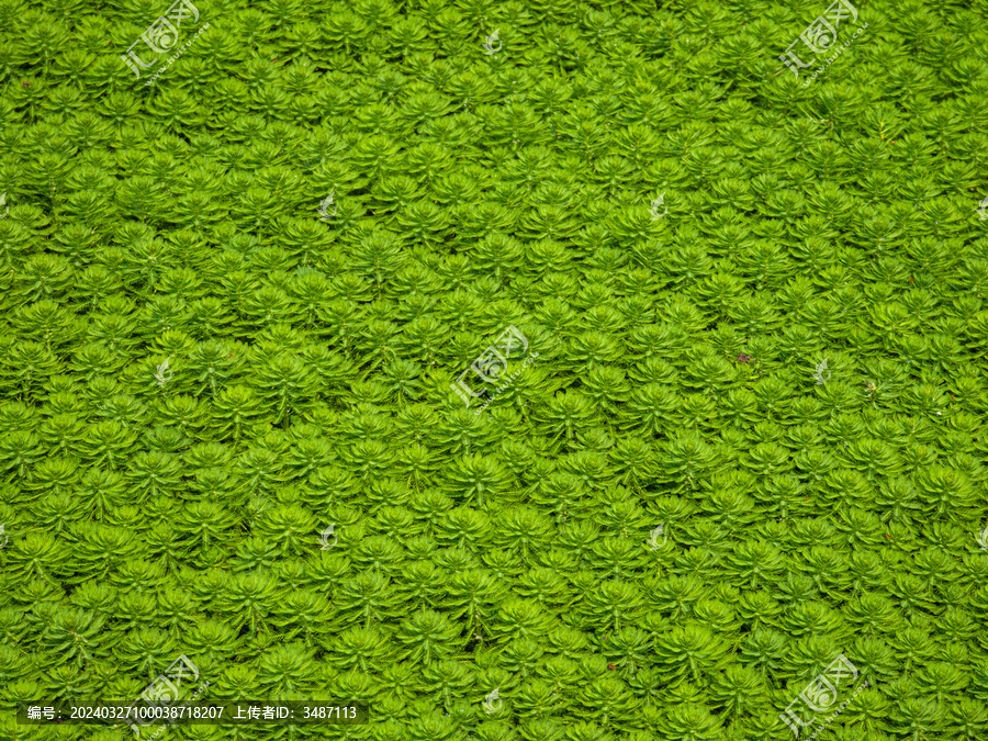 狐尾藻背景壁纸水草