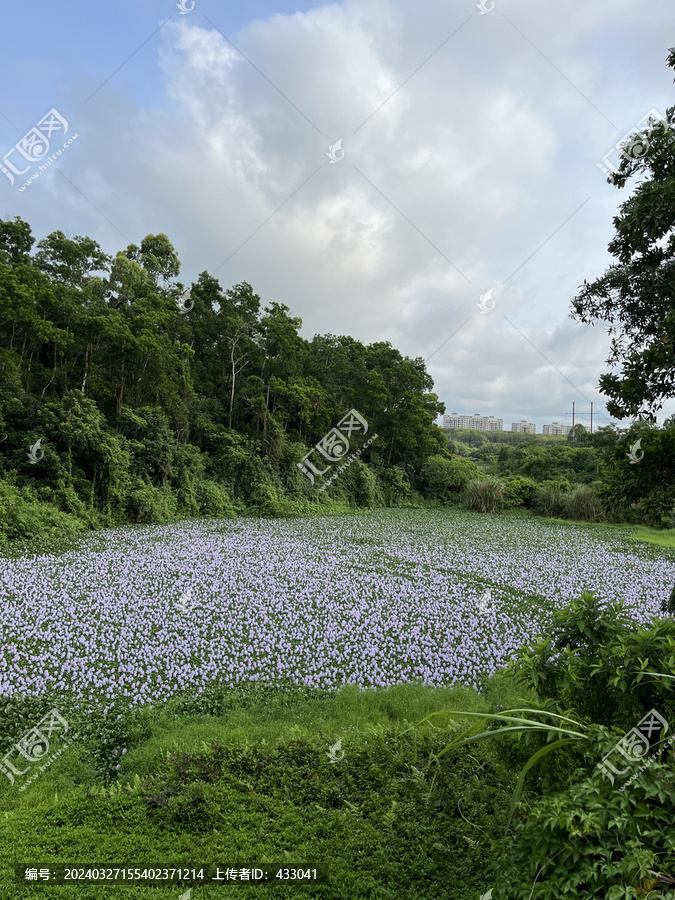 水芦苇