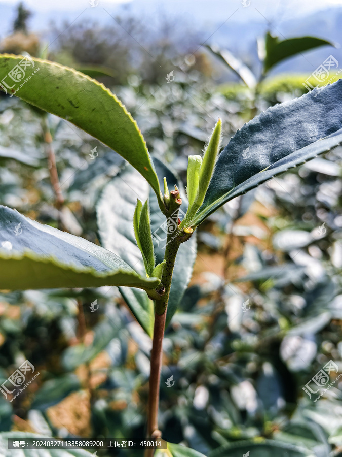 野生福鼎白茶