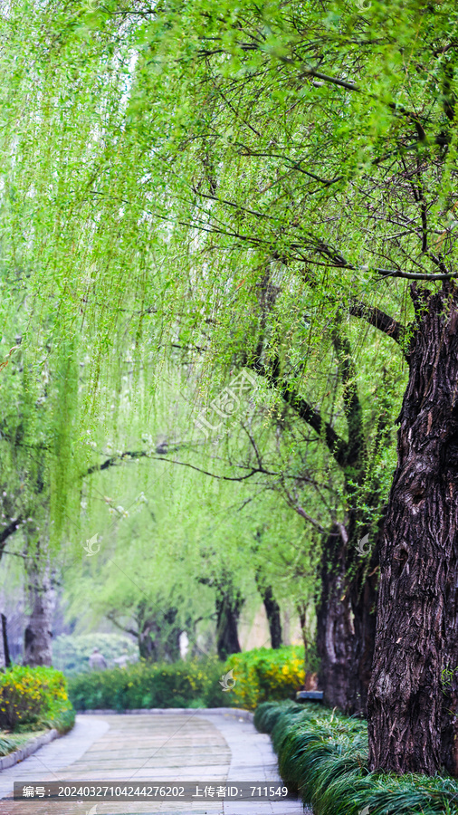 春天绿柳枝小路