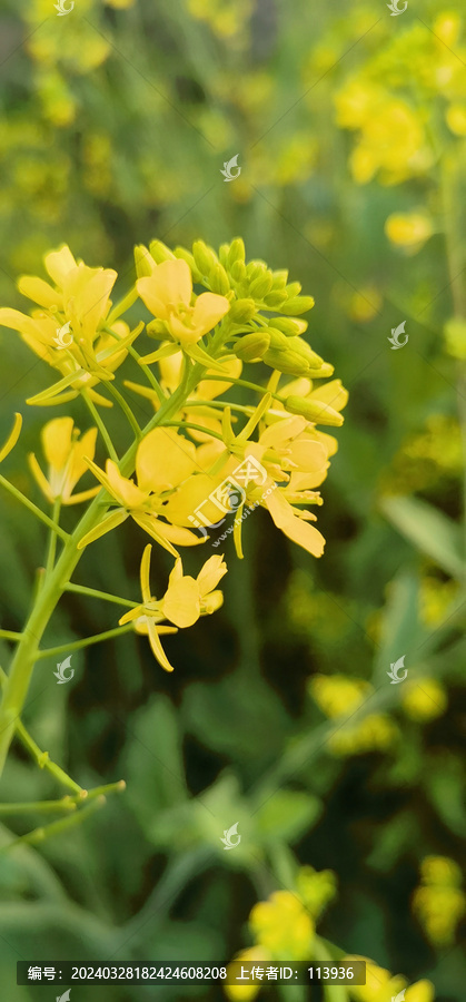 油菜花