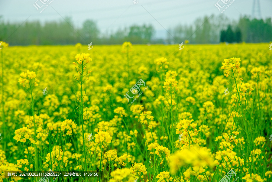 油菜花海