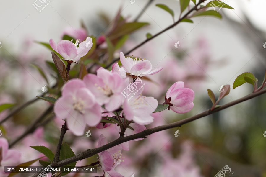 海棠花