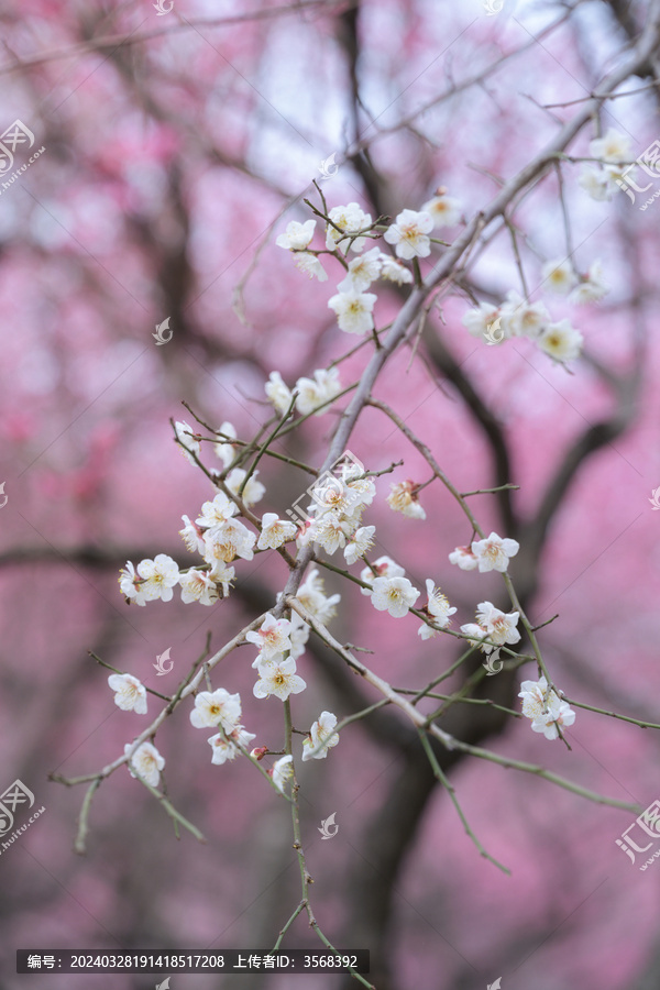 二月盛开的白梅花