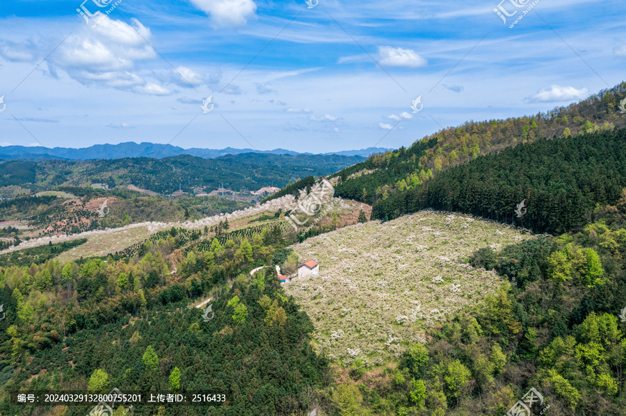 湖南怀化靖州排牙山梨花盛开景象