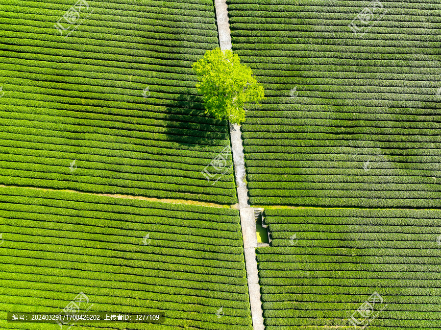 杭州梅家坞西湖龙井茶园