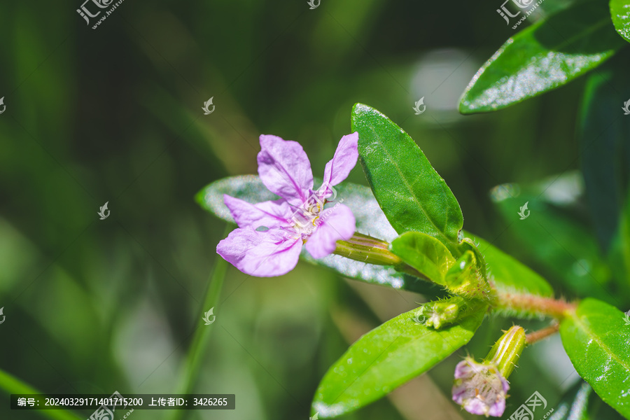 紫花植物萼距花