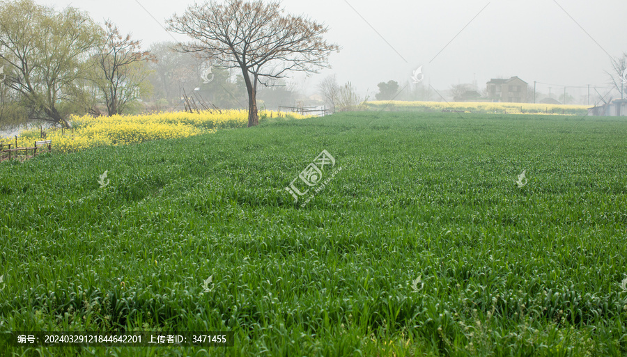 麦田