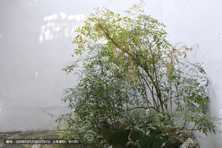 綠色的植物