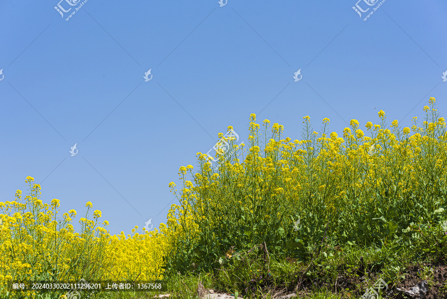 蓝天油菜花