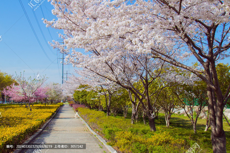 樱花大道