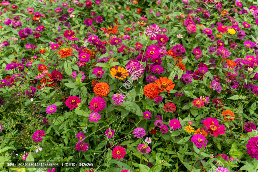 粉红色开花植物百日菊