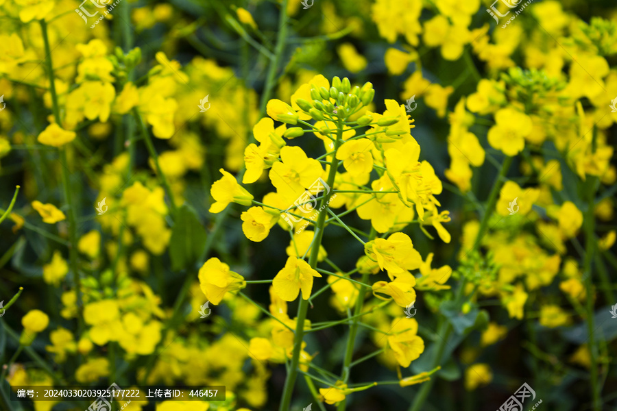 油菜花