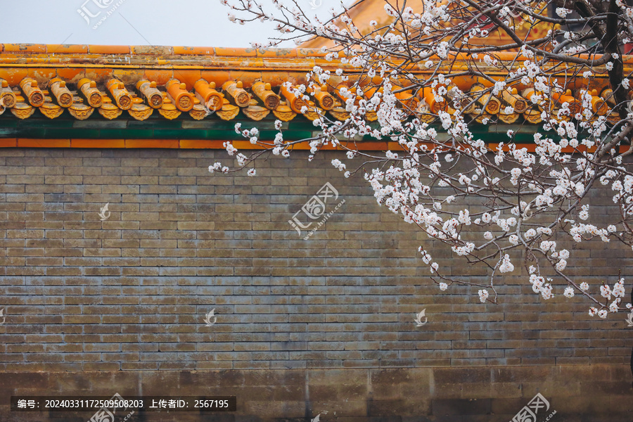 故宫博物院春天桃花盛开时庭院